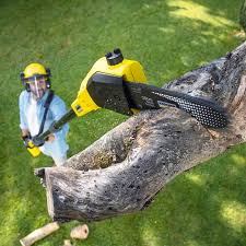 Best Tree Maintenance Programs  in North Bennington, VT