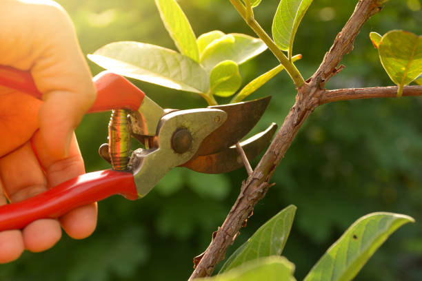 How Our Tree Care Process Works  in  North Bennington, VT